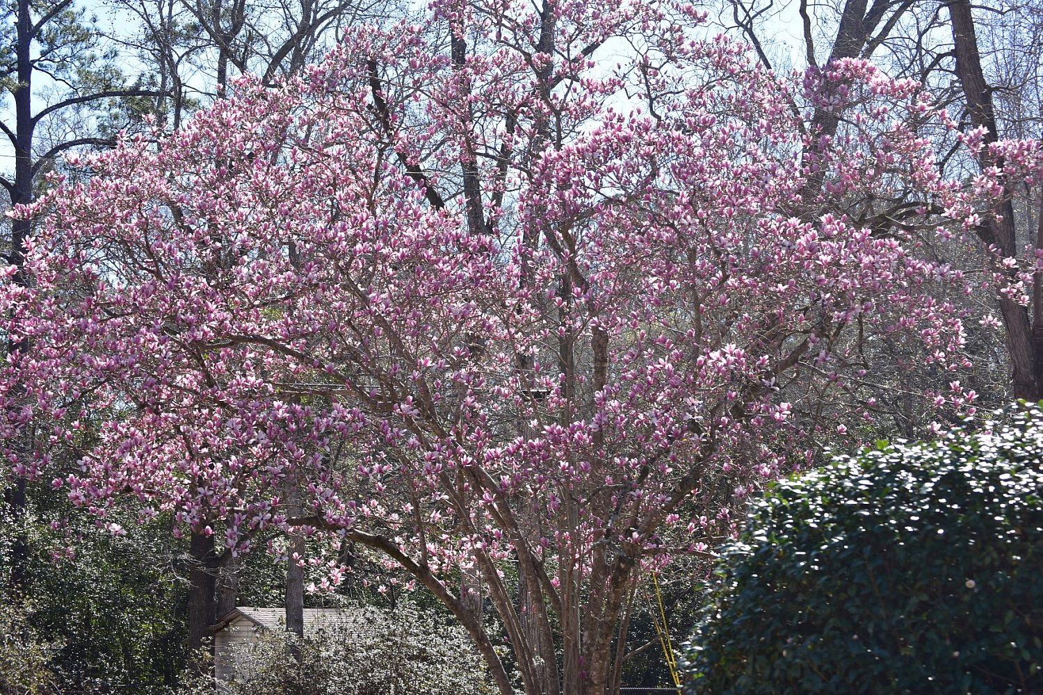 False Spring - Living Like the Past - gDonna's Generations Before Us